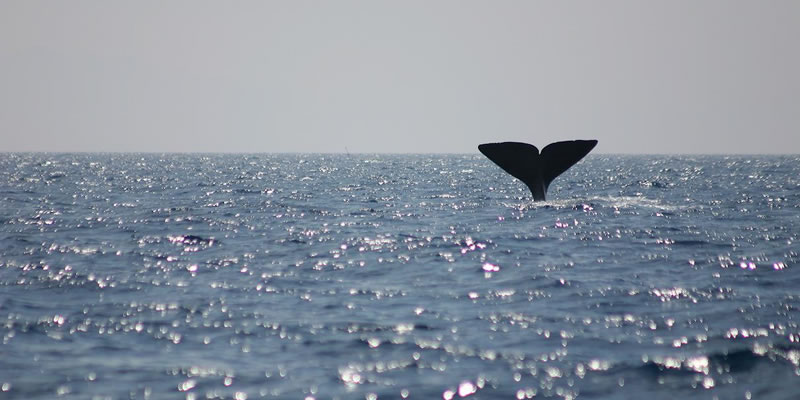 Avistamiento de ballenas en Bermeo